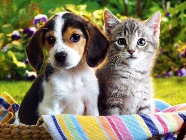 Puppy and kitten