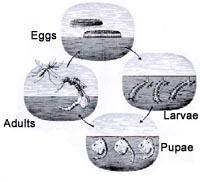 Mosquito life cycle