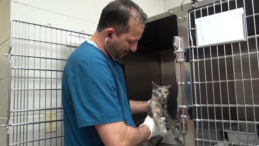 Animal Shelter staff caring for a cat