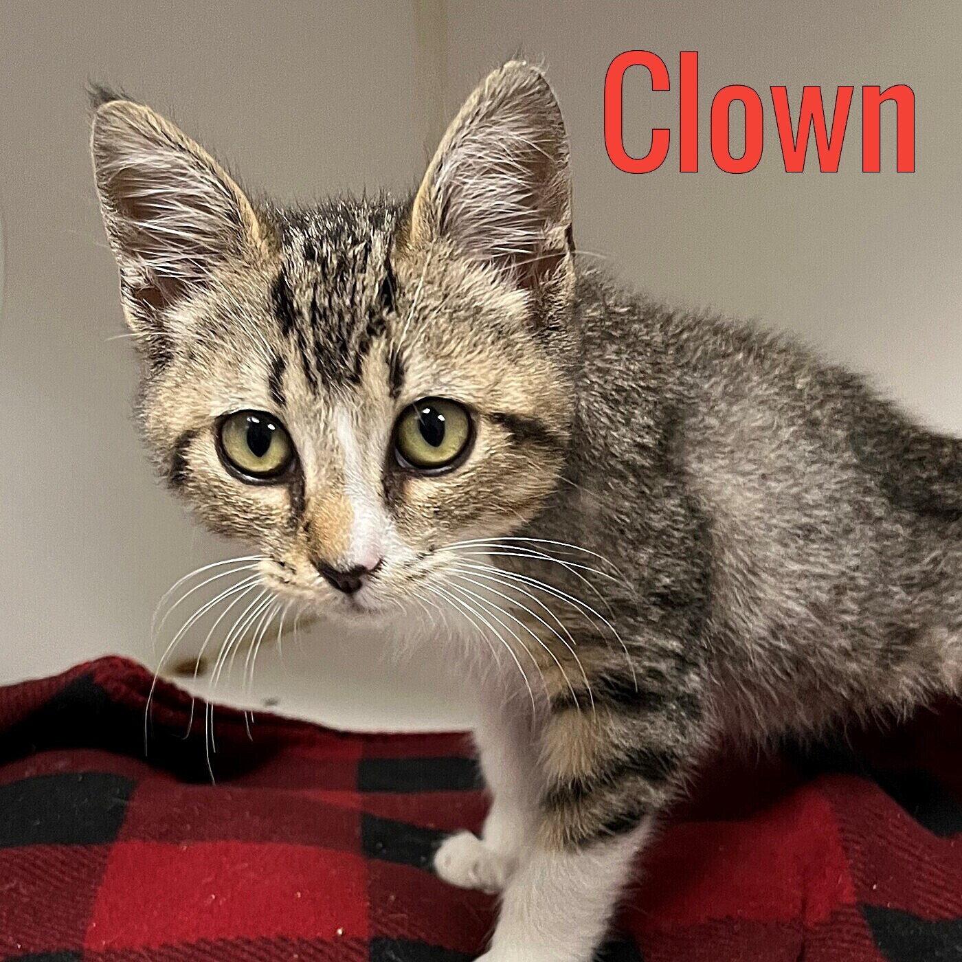 Clown – 3 month old female