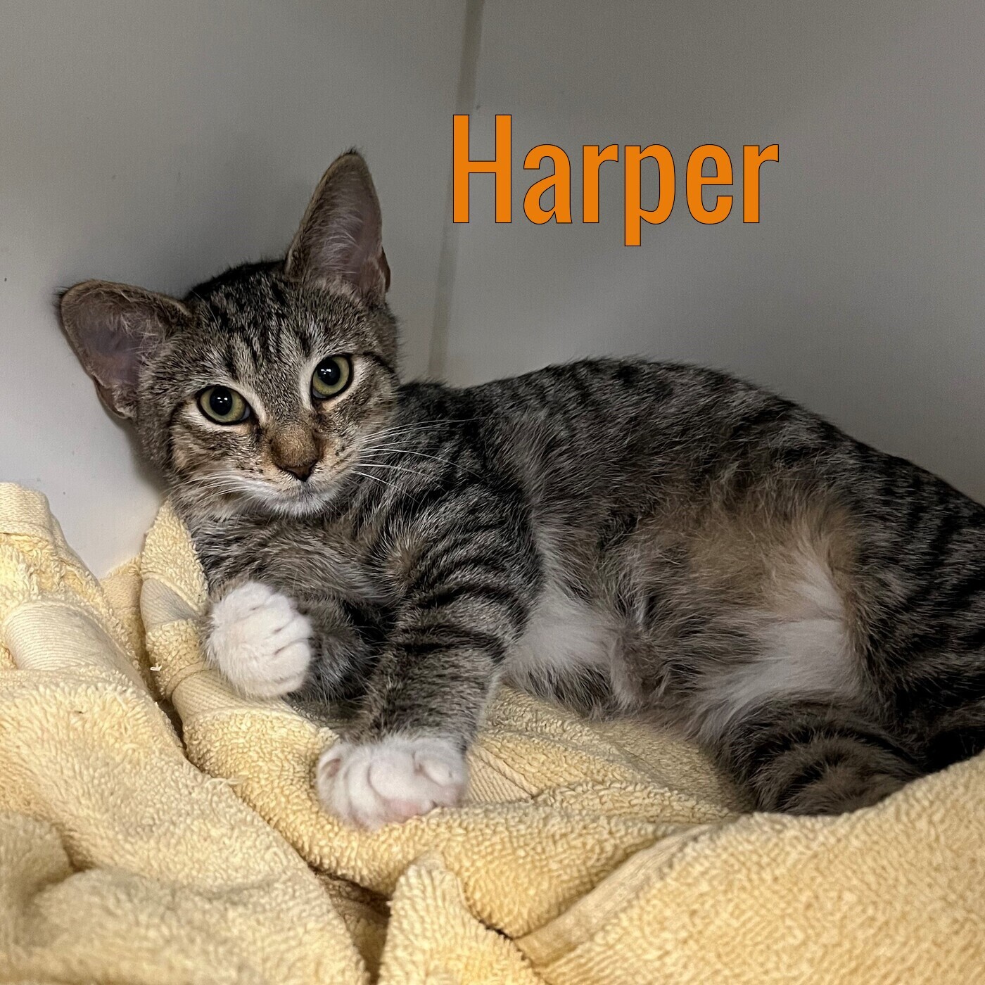 Harper – 6 month old female