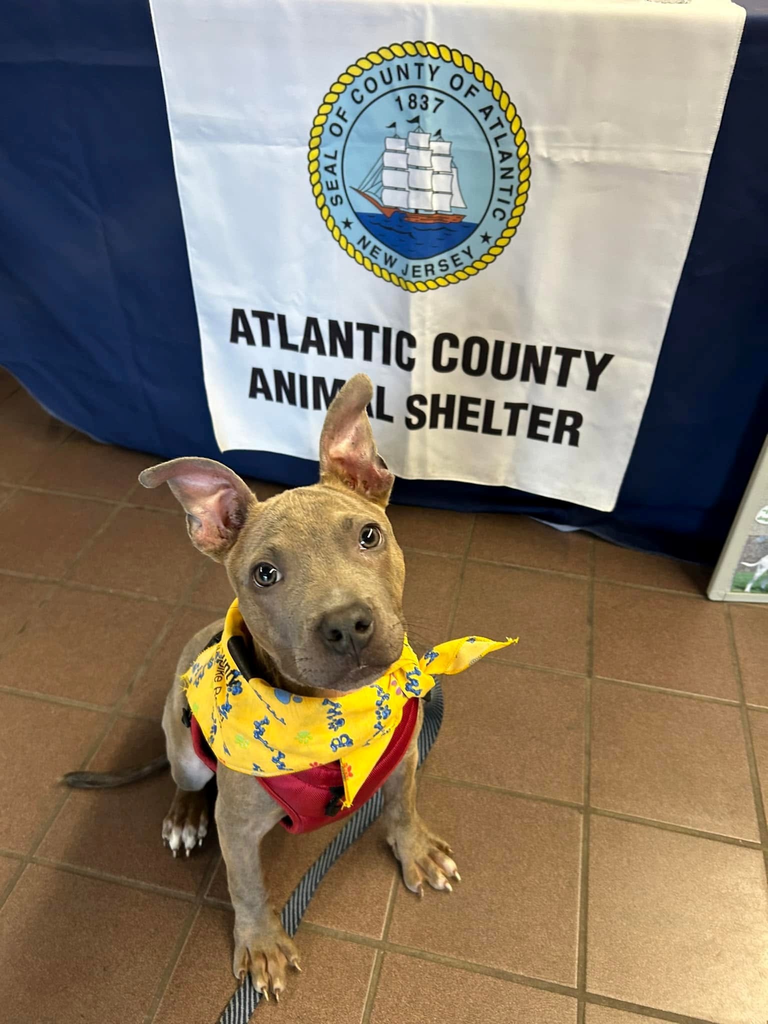 The puppy Tiny with the Animal Shelter banner